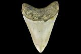 Fossil Megalodon Tooth - North Carolina #109852-2